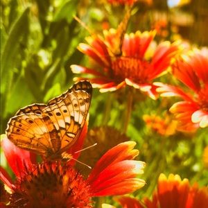 Meet your Posher, Sammy